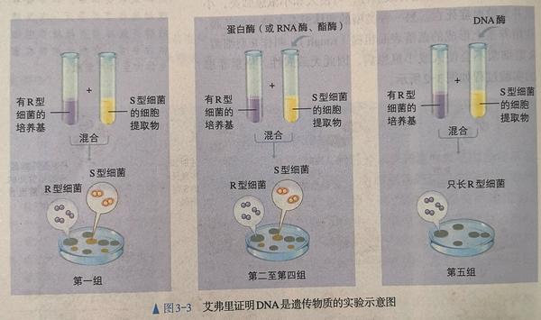 艾弗里证明dna是遗传实验的实验示意图[5]