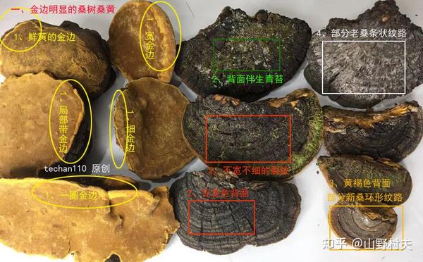 如何辨别桑黄真假,野生桑树桑黄真假鉴别