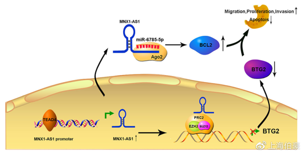 该模型描述了lncrna mnx1-as1促进胃癌发生发展的分子机制.