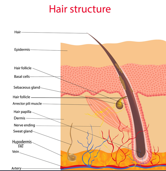 头发的结构以及它是如何生长的?