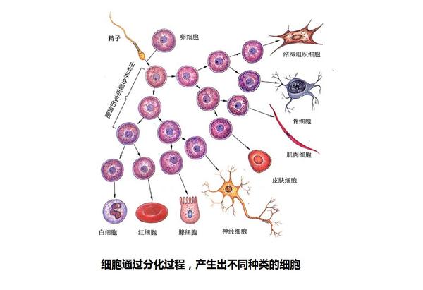 图9-1 细胞的分化过程