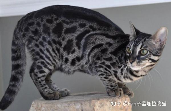 【专业硬核】孟加拉豹猫繁育遗传配种基因型,金豹和雪豹