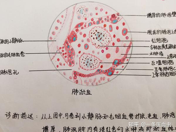 病理学实验画图