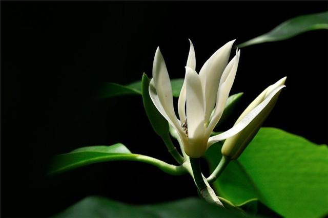 苏州人夏季佩花,是一种历史悠久的传统,这些花主要是香味清淡的白兰花