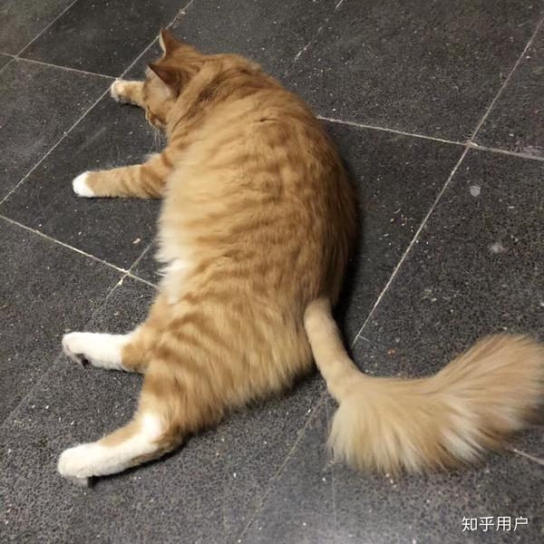 养一只巨能吃的橘猫是怎样的体验?