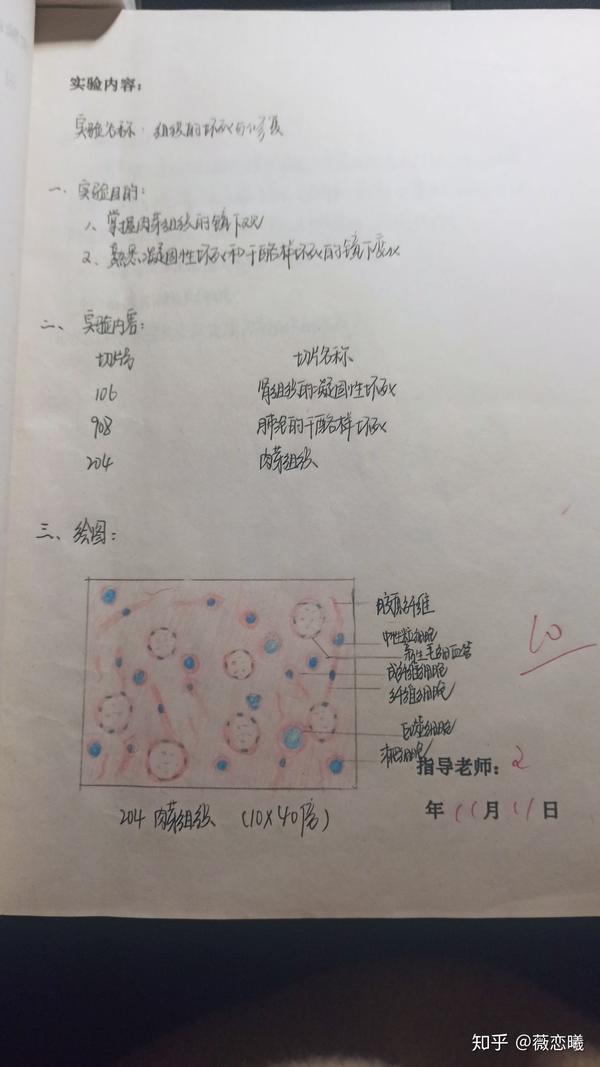 病理学实验报告