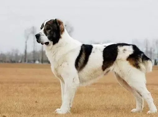 每日一宠中亚牧羊犬
