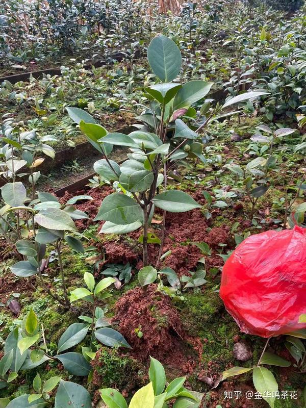伊莎安妮伯拜范贝拉进口茶花苗