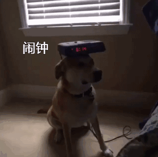 找个男朋友不如养条狗