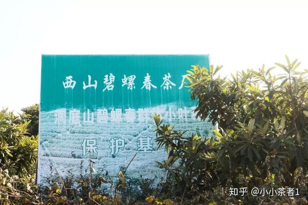 寻茗记茶山行常州茶协与洞庭碧螺春的邂逅