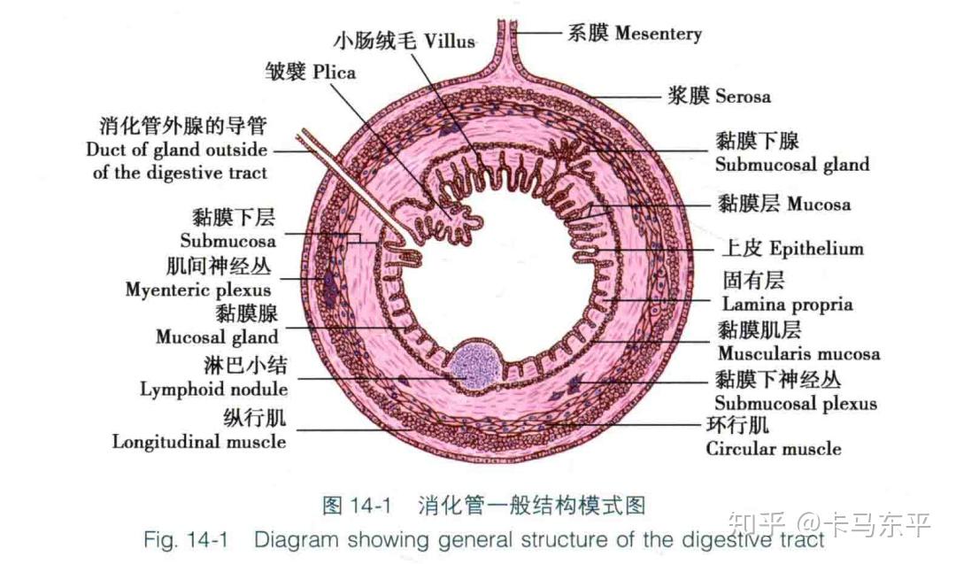 空腔脏器有四层结构分别是哪四层