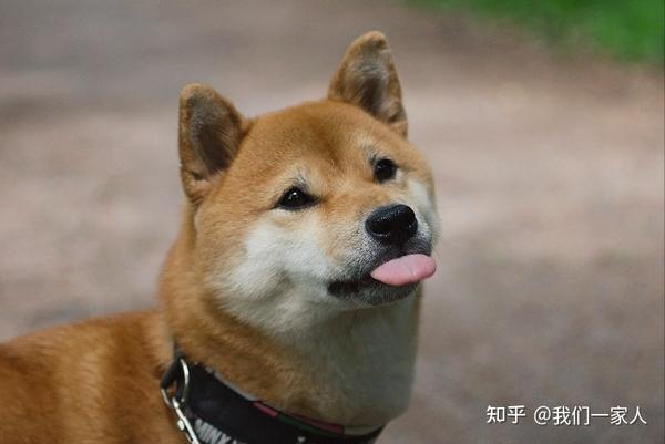 又称小柴,是日本国宝,性格温顺,独立自主,对主人忠实,本身很爱干净
