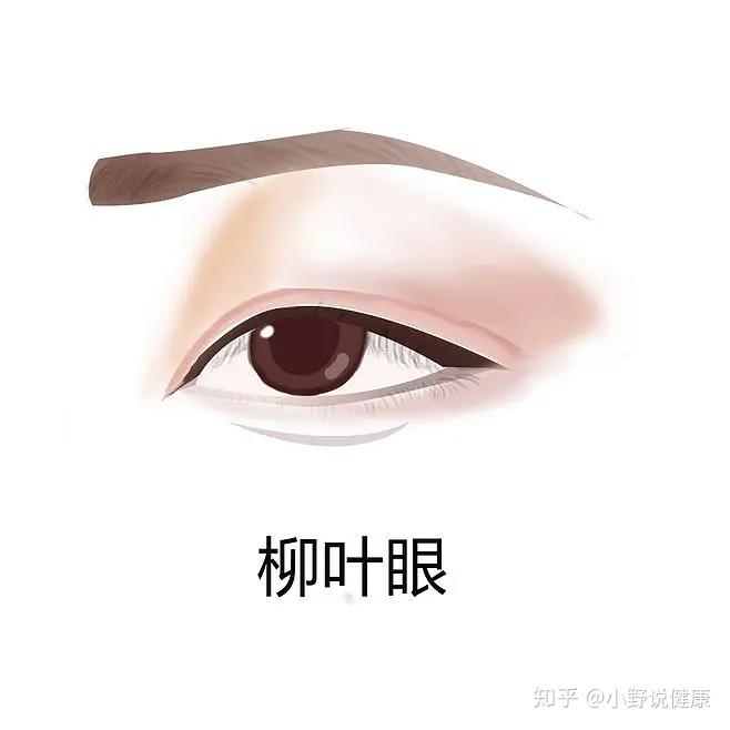 第二种:柳叶眼 柳叶眼是中国古典美女的典型眼型,柳叶眼又称媚丝眼,有