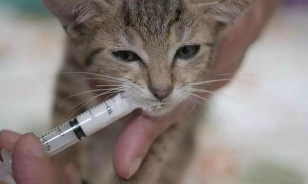 怎样确认猫得了口炎