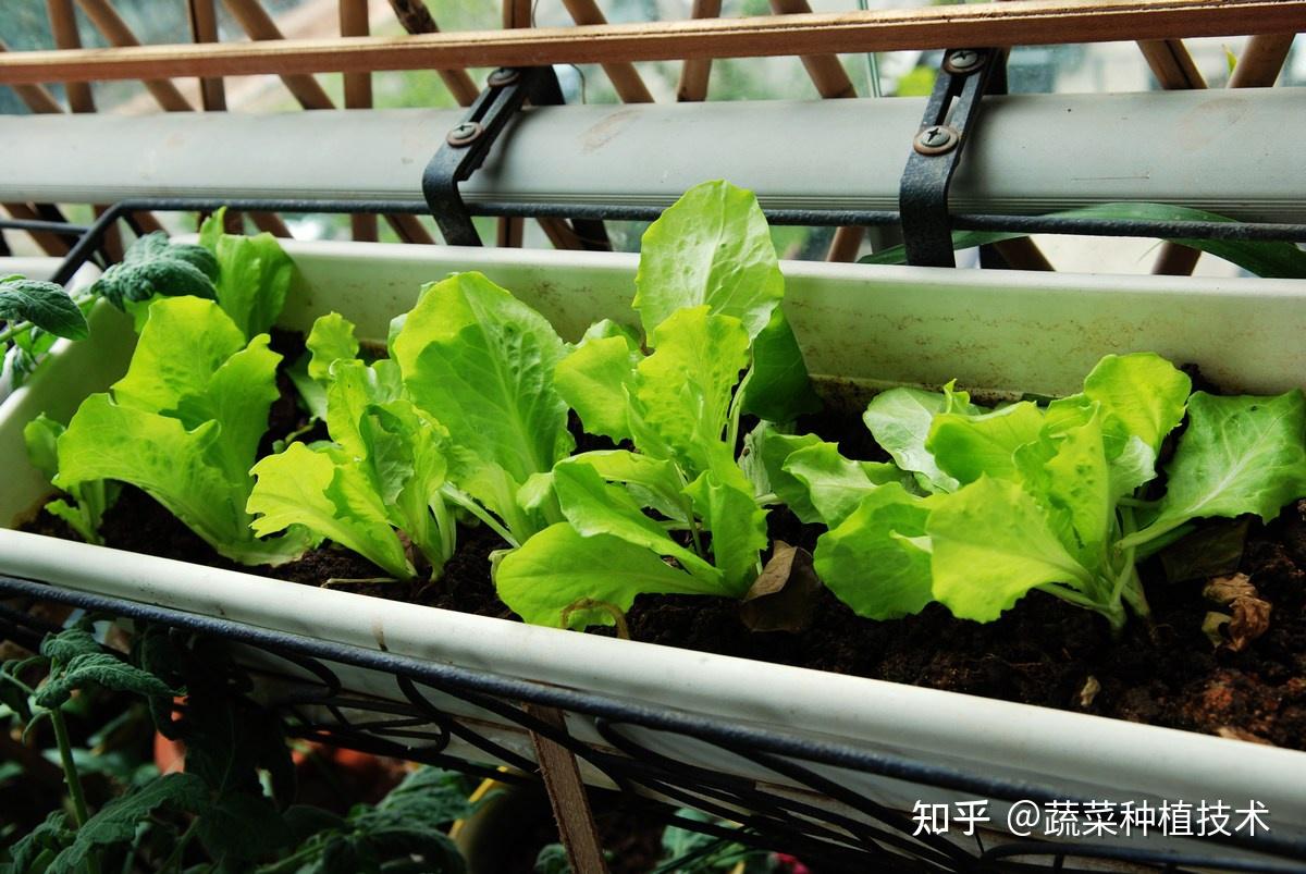 阳台种菜无土栽培必须要注意的六个问题