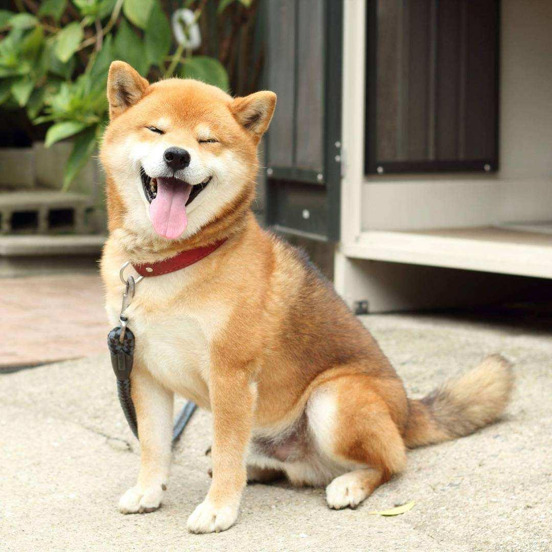 纯种柴犬多少钱一只怎么区分