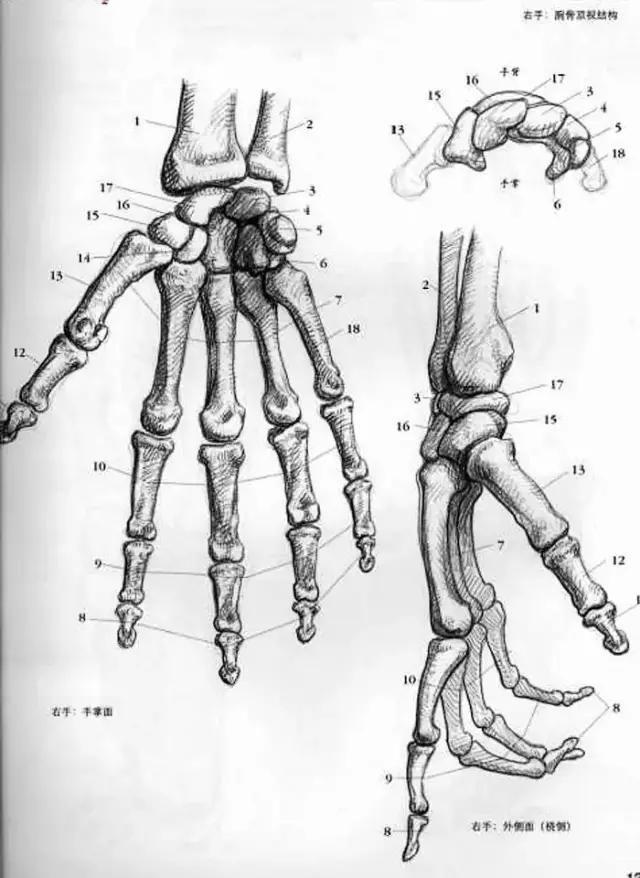 素描入门初学者素描手的画法步骤讲解