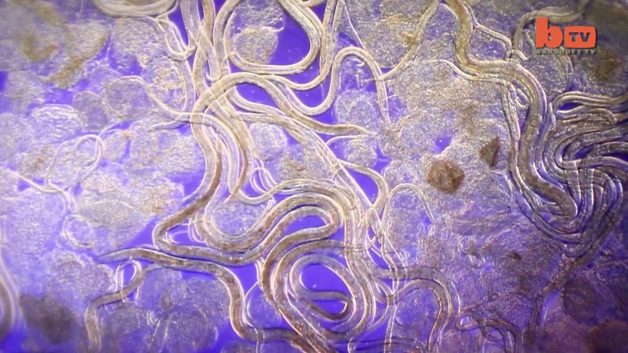 一滴池塘水在显微镜下是怎样的画风?