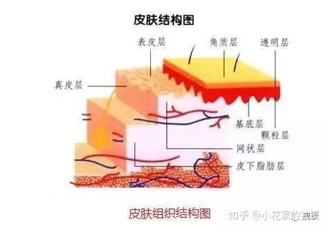 遗传,饮食,环境,日晒等多种因素有关 而皮肤分为角质层,表皮层,真皮层