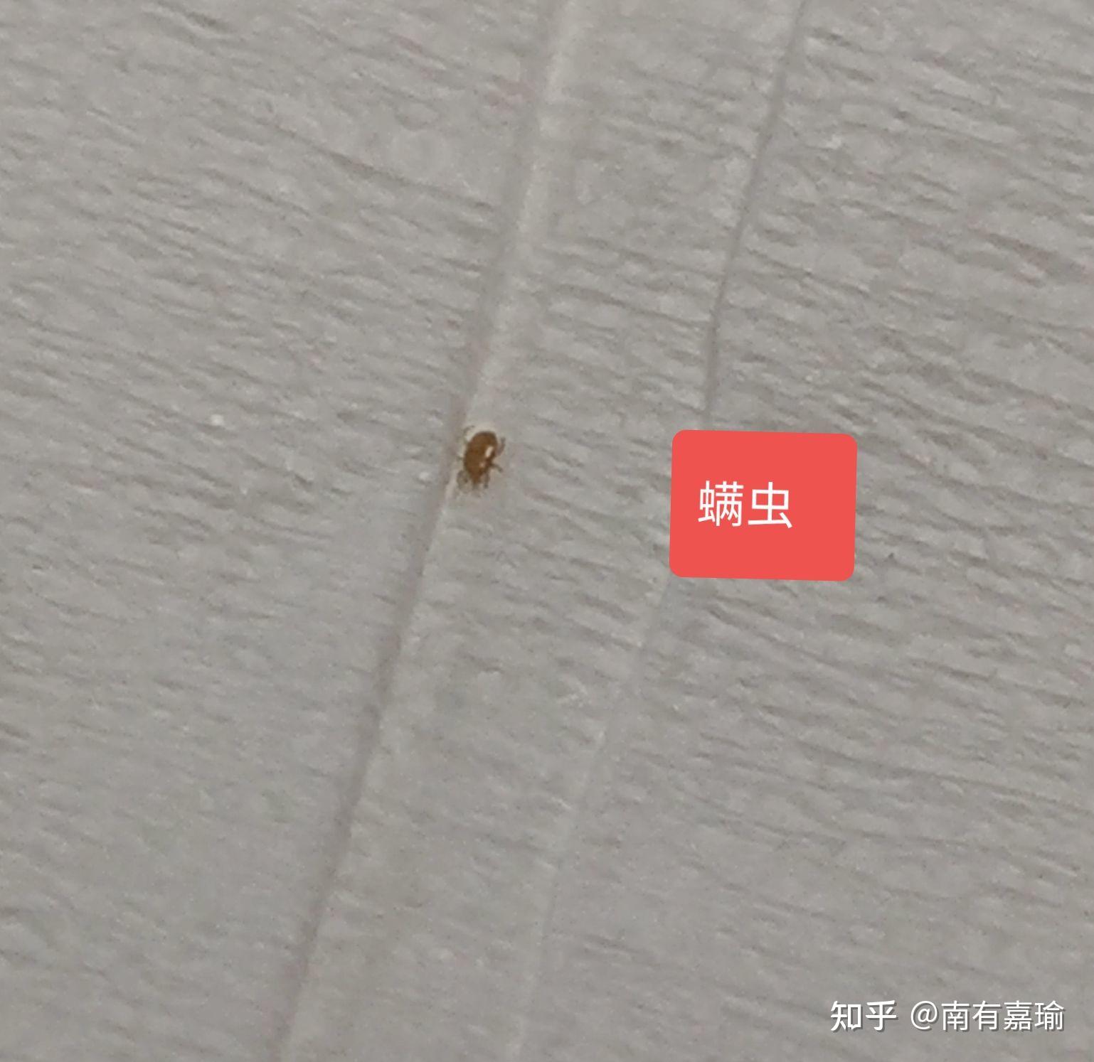 求助请问这是什么虫子特别小是虱子吗