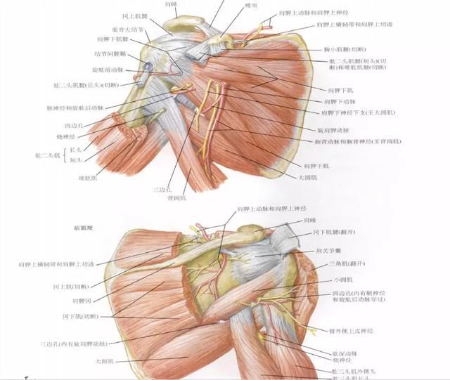 肩关节由肩胛骨,锁骨,肱骨,韧带,关节囊及肌肉群相互连接而成,上肢