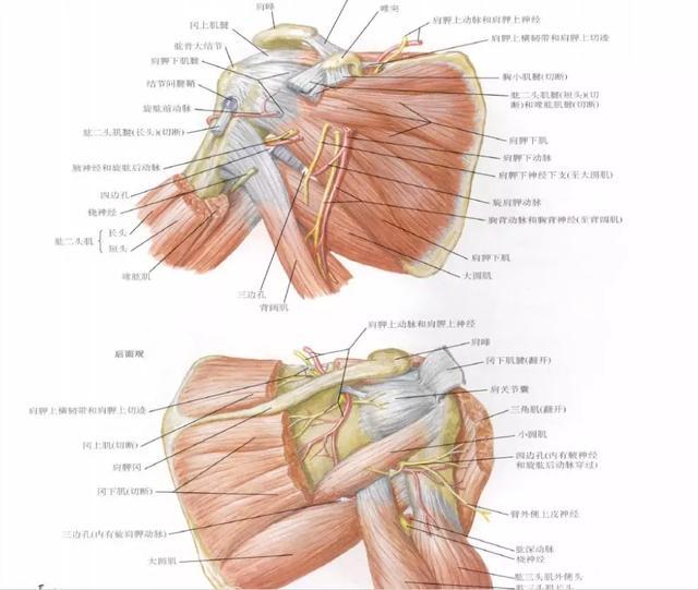 筋膜枪使用肩部专题