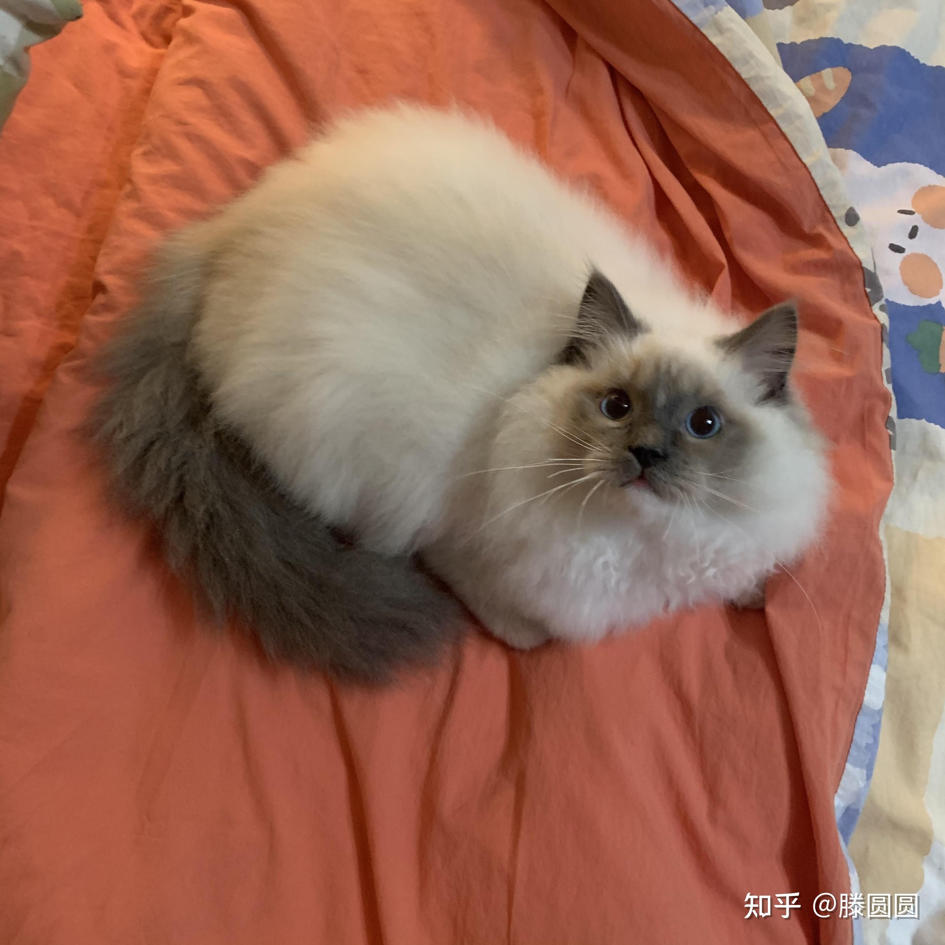 手套色布偶会糊吗
