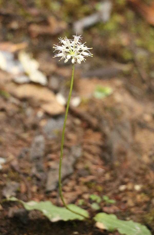 太白韭( allium prattii)(塔公,剪子弯山)