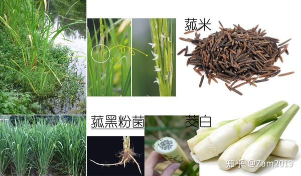 菰米与茭白/图整理自网络 最后,菰黑粉菌与菰变成共生关系.