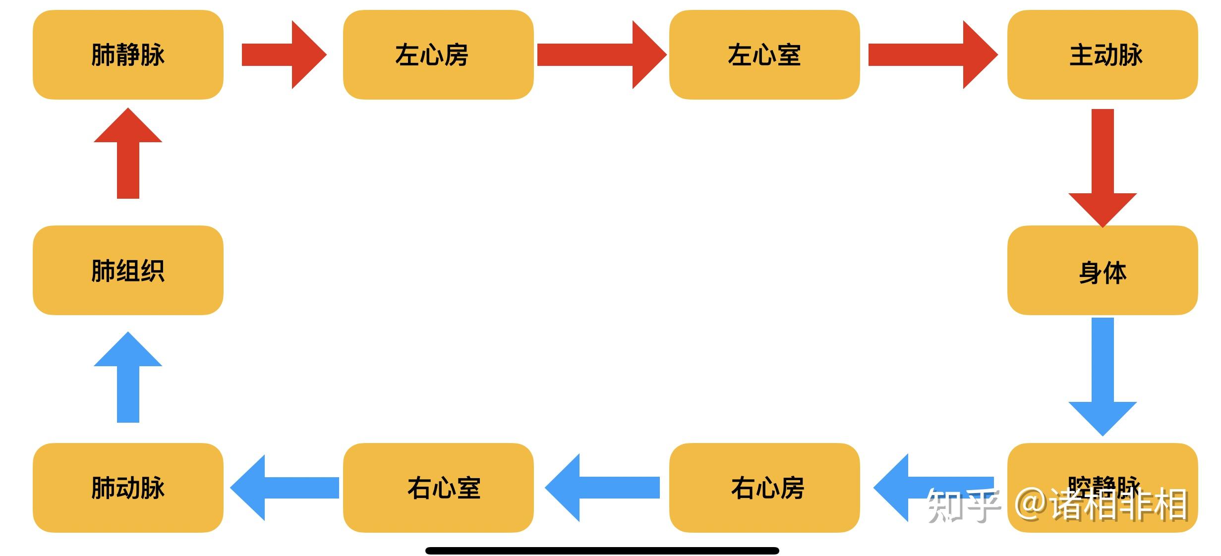 为什么左心衰时不是体循环淤血而是肺循环淤血