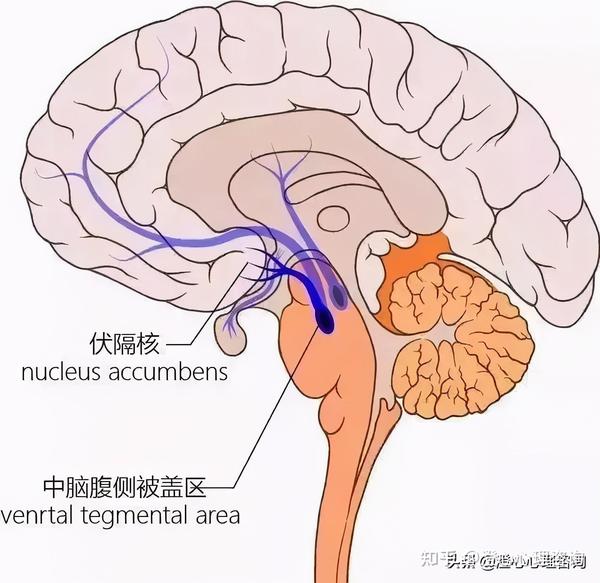 伏隔核-中脑腹侧被盖区,是大脑"奖赏-强化系统"的中心.