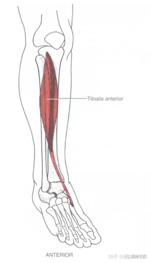 前脚掌落地使用胫骨前肌频率非常高,但是它却是块小肌肉,容易疲劳