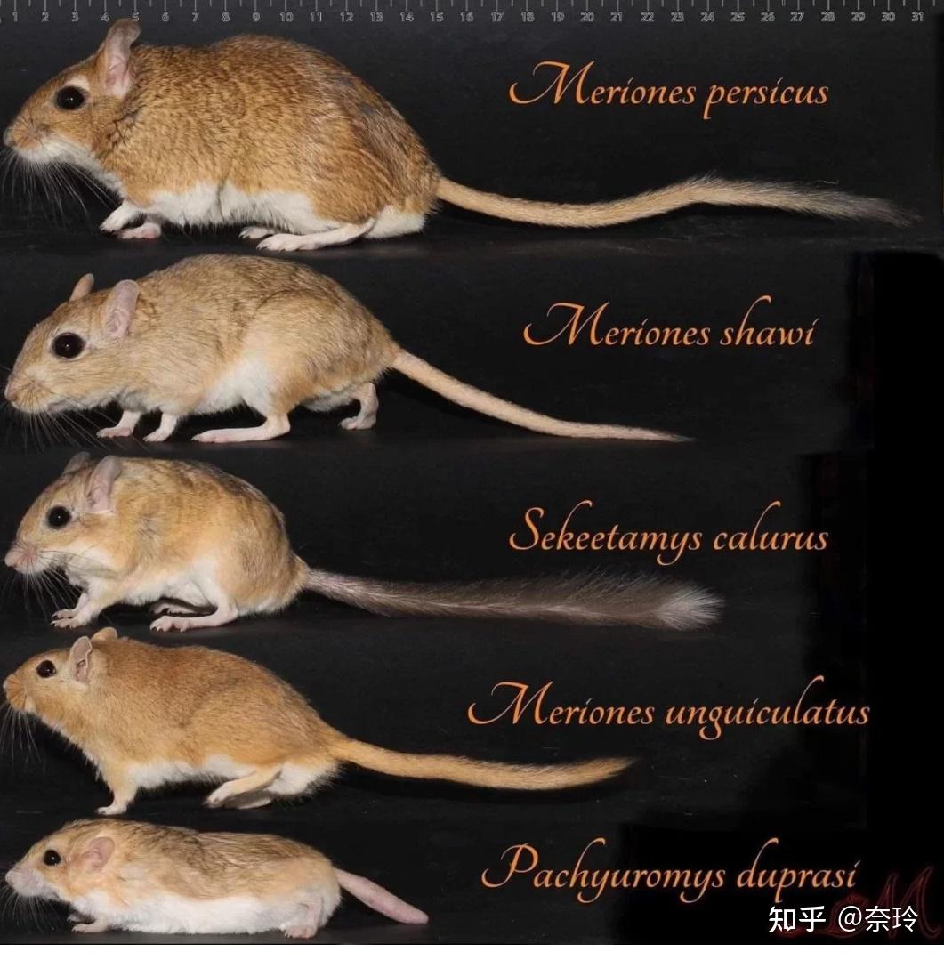 沙鼠有几种品种