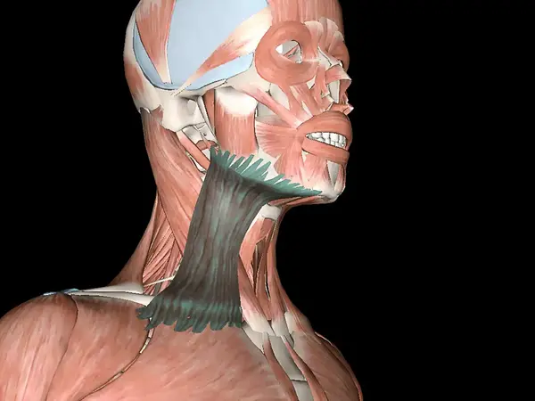首先来了解一下脖子周围主要的肌肉: 颈部前侧表层有一块颈阔肌.