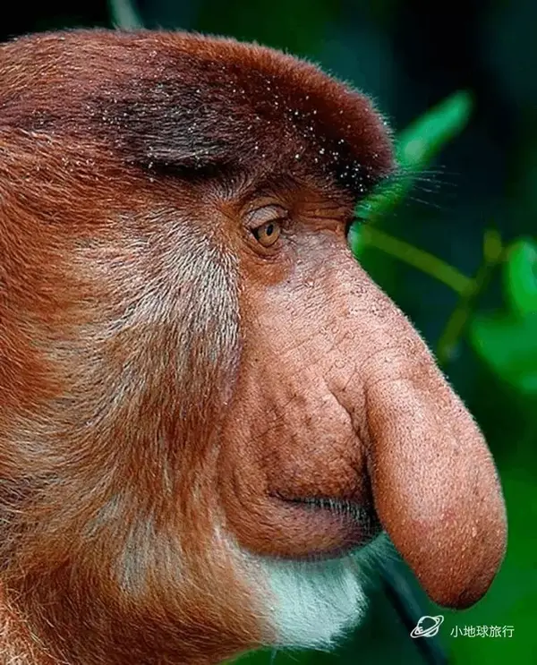 关于长鼻猴的10个有趣事实 | 博物旅行之马来西亚婆罗