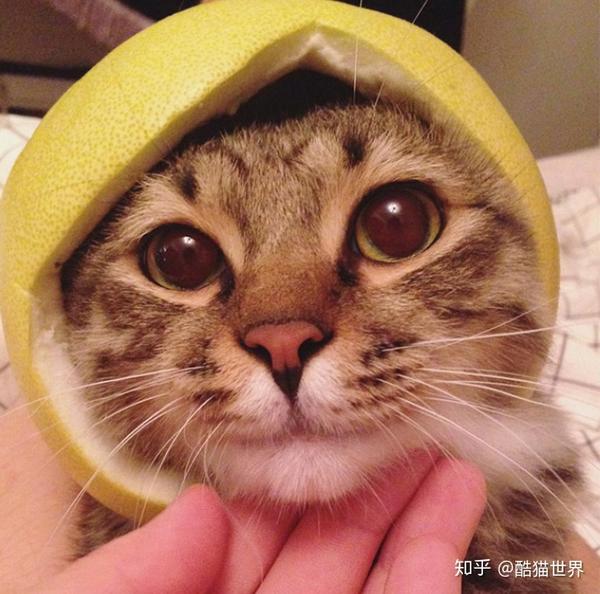 猫咪戴着橘皮帽子的搞笑照片