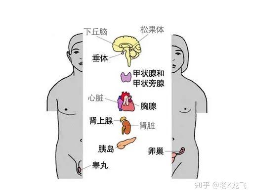 下丘脑是内分泌系统和神经系统的司令部