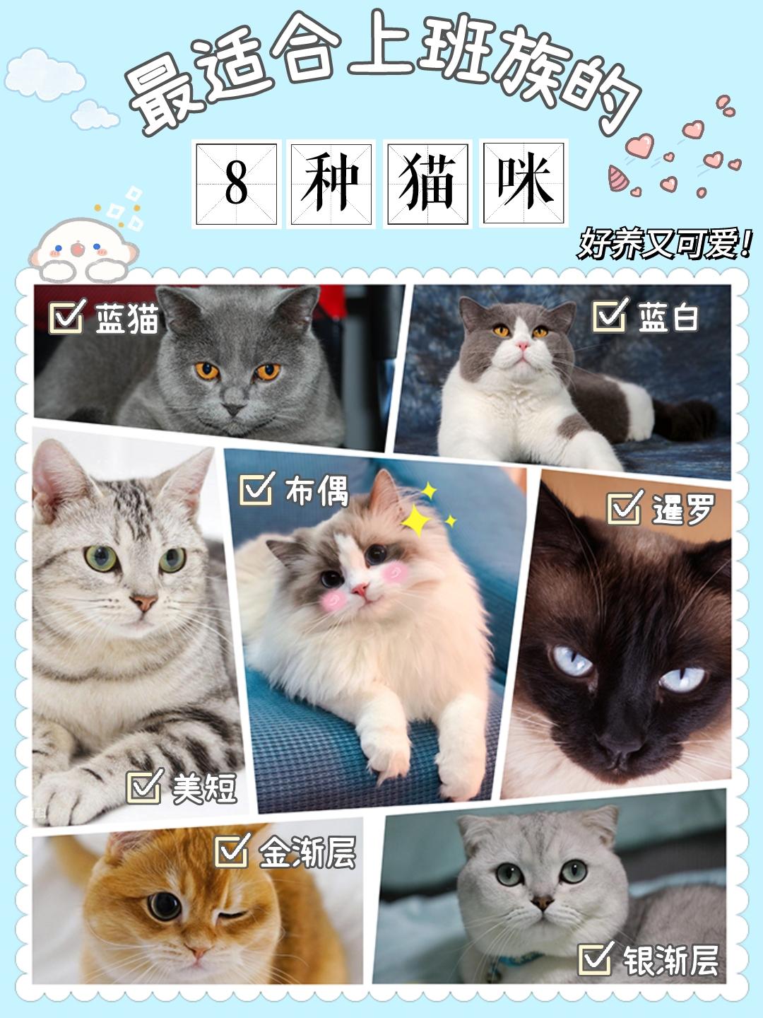 最适合上班族的8种猫咪好养又可爱