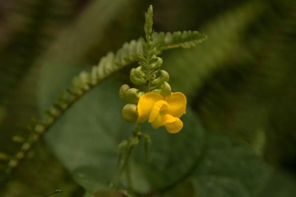 绿豆的花部结构初探