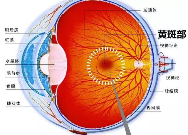 视网膜和眼底的双重保护剂---叶黄素