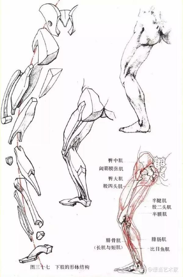 人体结构| 速写人体结构超详细分析