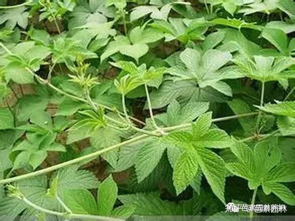 苍耳 【别名】:苍子 【属类】:一年生草本,双子叶植物 【特征】:幼苗