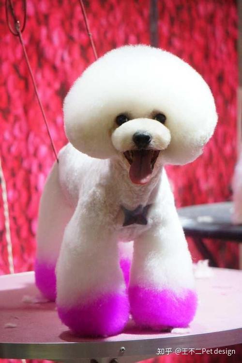 贵宾犬的造型分类