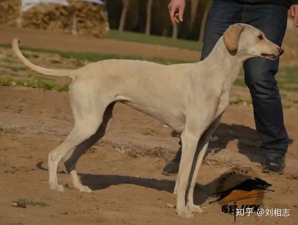 哮天犬原型之山东短毛细犬(滑条)