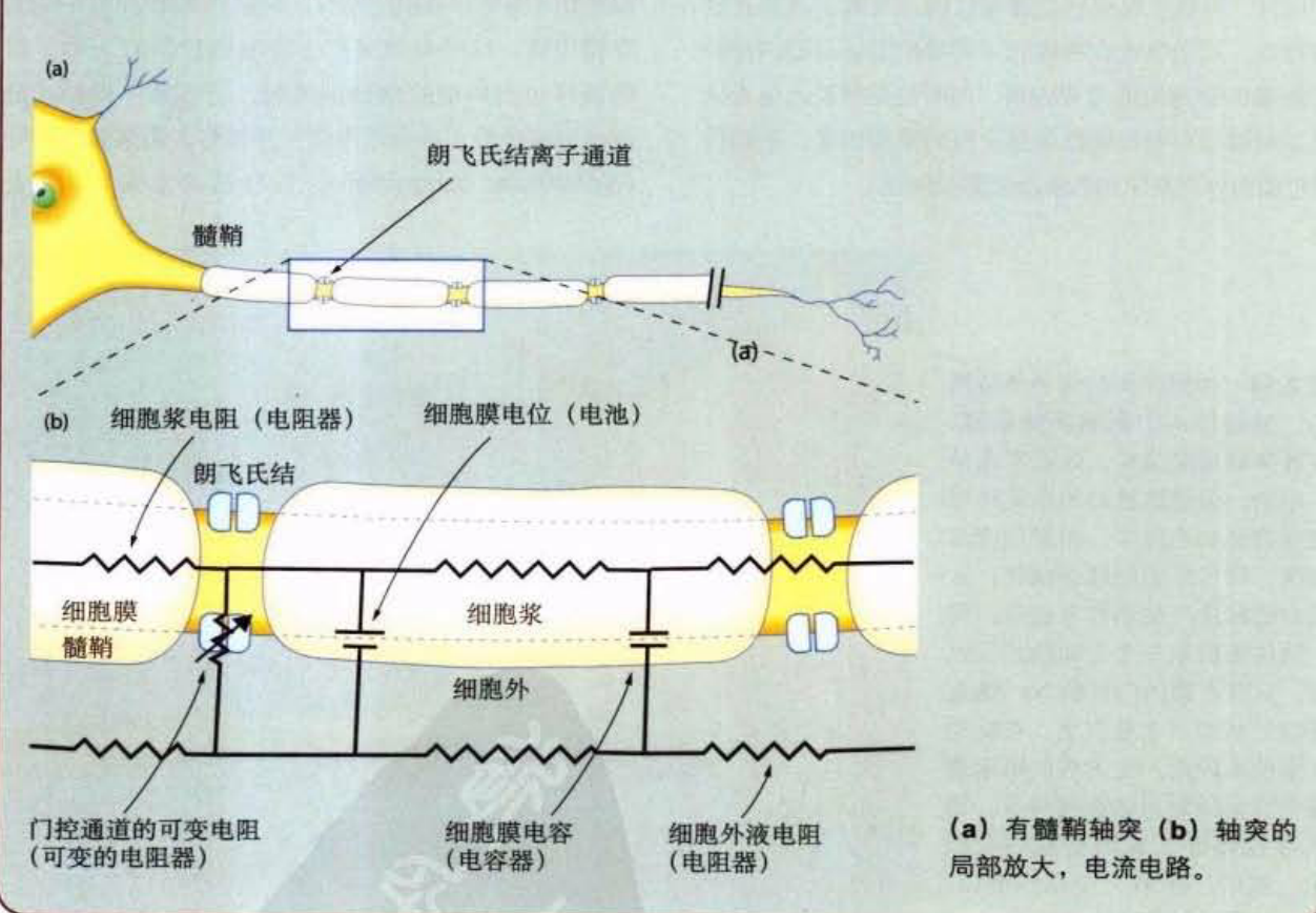 郎飞结是什么它是怎样使动作电位越过两个郎飞结之间的神经传递的