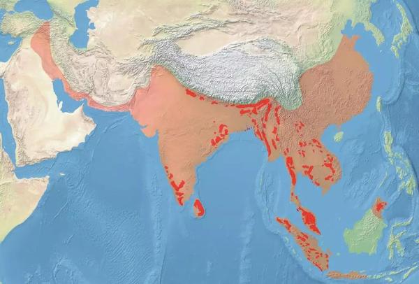 大象的战争从冷兵器时代到现在