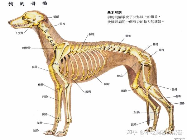 爱宠小百科——狗的解剖图