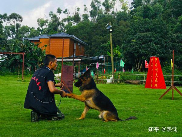 怎么有效训练狗狗狗咬人怎么办中山伊甸园训犬学校