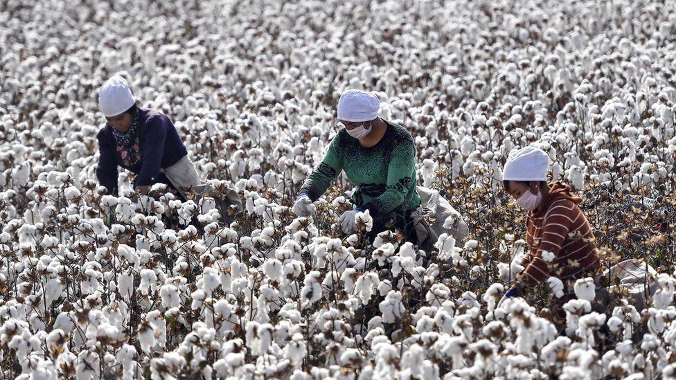 西方民众怎么看待新疆棉花事件?独家对话bbc记者