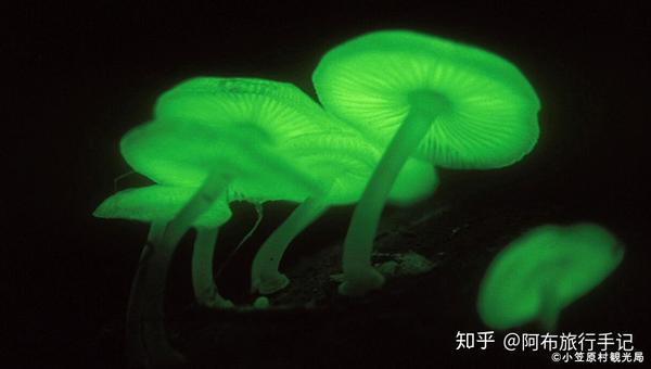 小笠原夜间自然观察重头戏荧光蘑菇/官宣图